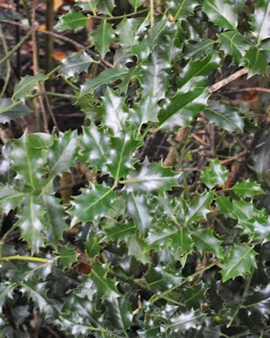Ilex aquifolium