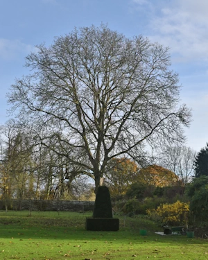 Common Walnut