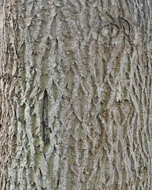 European Walnut