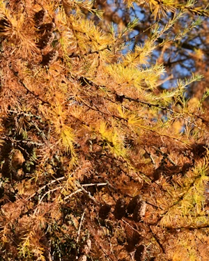 Larch