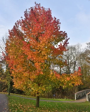 Liquidambar
