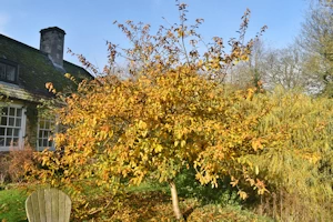 Medlar tree, Nunnington Hall