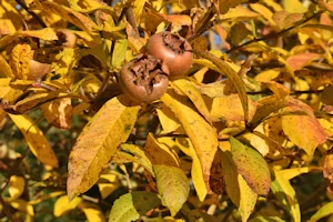Medlar tree, Nunnington Hall