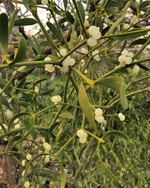 Mistletoe