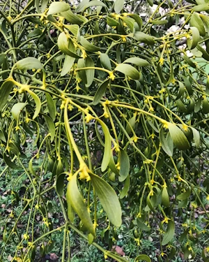 Mistletoe