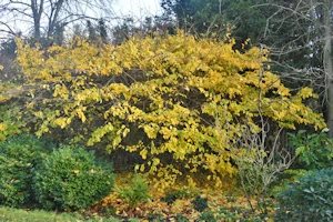 Parrotia persica