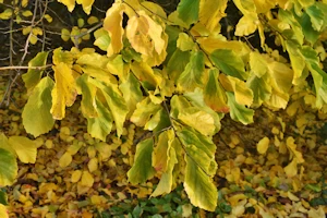 Parrotia persica, Nunnington Hall