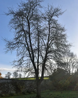 Black Worcester pear tree