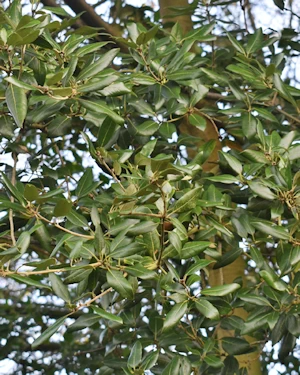 Holm oak leaves