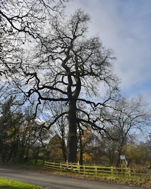Common oak