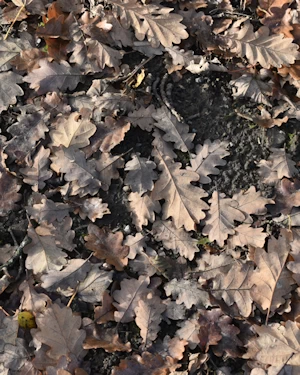 Oak leaves