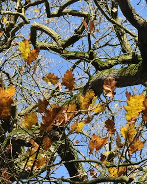 Oak leaves