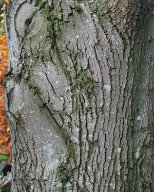 Lime tree bark