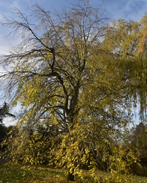 Lime tree