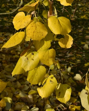 Lime tree