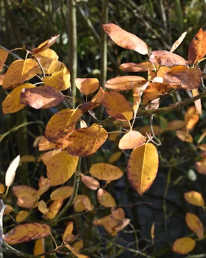 Amelanchier leaves