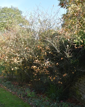 Amelanchier