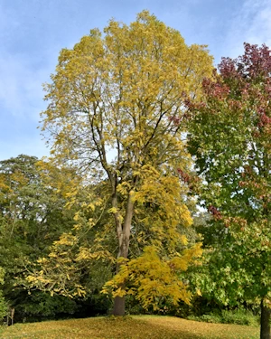 American Black Walnut