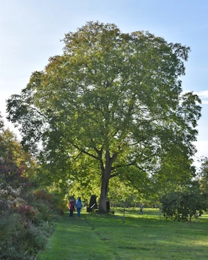 European Walnut