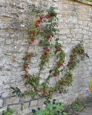 Malus red sentinel, Nunnington Hall