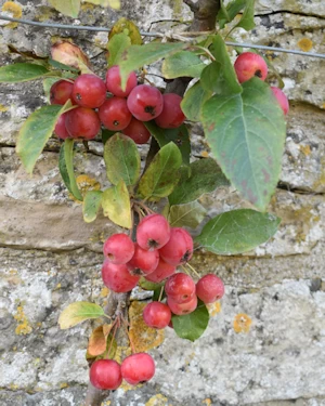 Malus red sentinel