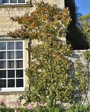 Jargonelle espalier pear 