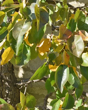 Jargonelle espalier pear 