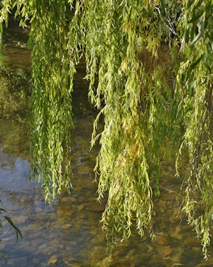 Salix babylonica