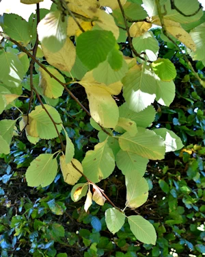 Whitebeam