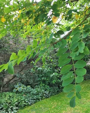 Robinia tree