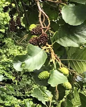 Alder cones