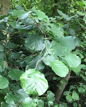 Alder leaf