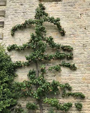 Pear espalier