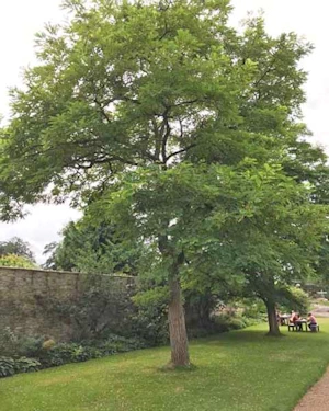 Robinia tree