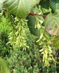 Acer davidii
