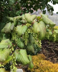 Acer davidii