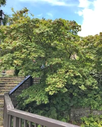 Acer palmatum