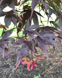 Acer palmatum atropurpureum