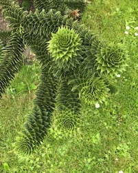 Monkey puzzle tree