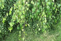 Betula pendula Youngii