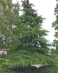 Cedrus deodara