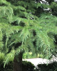 Cedrus deodara
