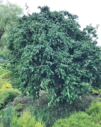Corylus contorta avellana