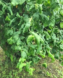 Corylus avellana contorta 