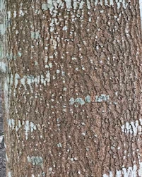 Fraxinus angustifolia Raywood