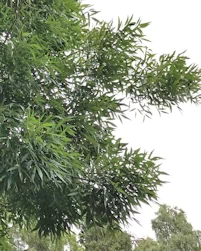 Fraxinus angustifolia Raywood