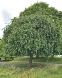 Ilex aquifolium