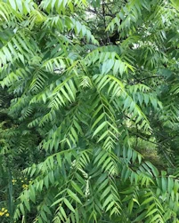 Juglans nigra
