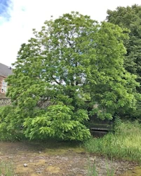 Juglans nigra