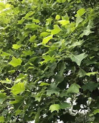 Liriodendron tulipifera